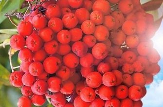 новости красноярска