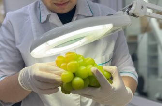 специалисты Красноярского филиала ФГБУ «ЦОК АПК»