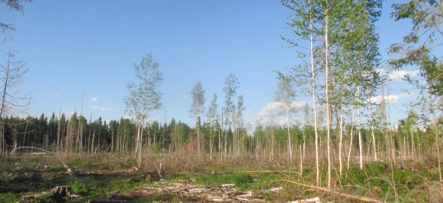 криминальные новости красноярска